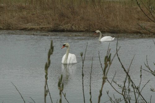 Dziki staw ma swoje zalety