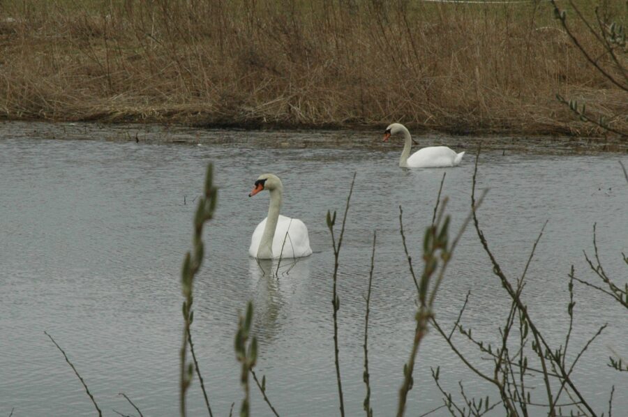 Dziki staw ma swoje zalety