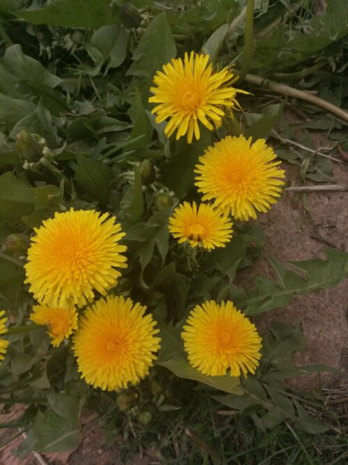 Mniszek lekarski na zdrowie