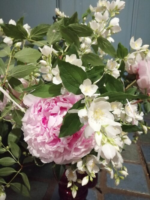 Jaśmin i piwonie na koniec roku szkolnego