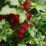 Porzeczki rosną u mnie na rabacie z kwiatami i dobrze im tam. Z roku na rok jest ich coraz więcej na krzewach