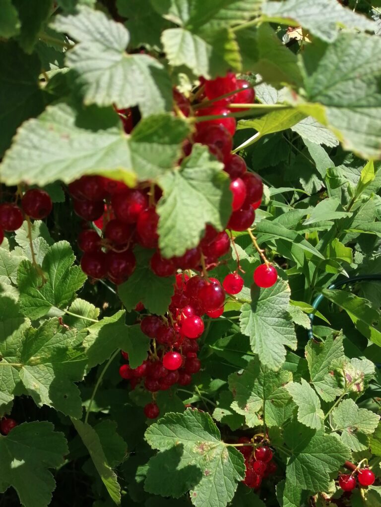 Porzeczki rosną u mnie na rabacie z kwiatami i dobrze im tam. Z roku na rok jest ich coraz więcej na krzewach