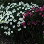 Astry cieszą swym pięknem, jako ostatnie kwiaty w ogrodzie