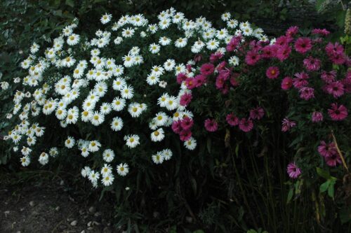 Astry – najpiękniejsze kwiaty w ogrodzie