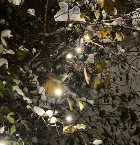 Rozbłysły już światełka w ogrodzie