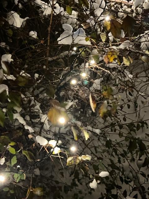 Rozbłysły już światełka w ogrodzie