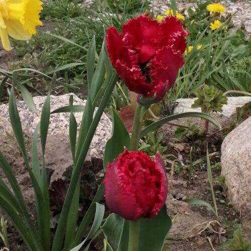 Wiosna w rustykalnym ogrodzie