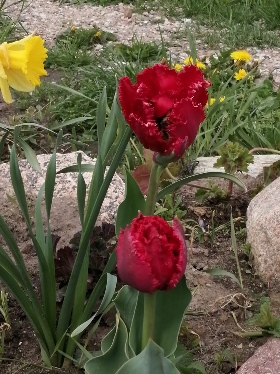 Wiosna w rustykalnym ogrodzie