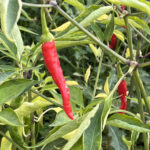 Nie potrzeba chemii ani godzin pielenia, by zbierać w warzywniku obfite plony