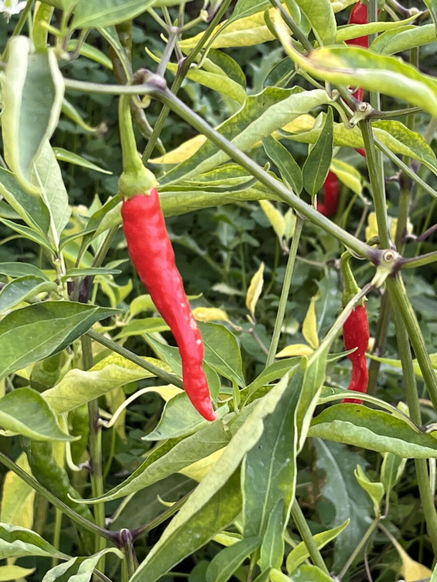 Naturalne zbiory bez chemii, pielenia, a nawet siania!