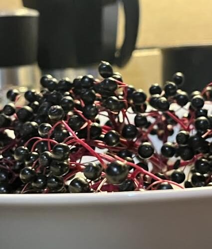 Czarny bez – na zdrowie za darmo!