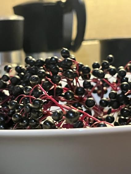 Czarny bez – na zdrowie za darmo!