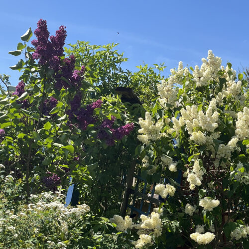 Pachnący ogród w pastelach