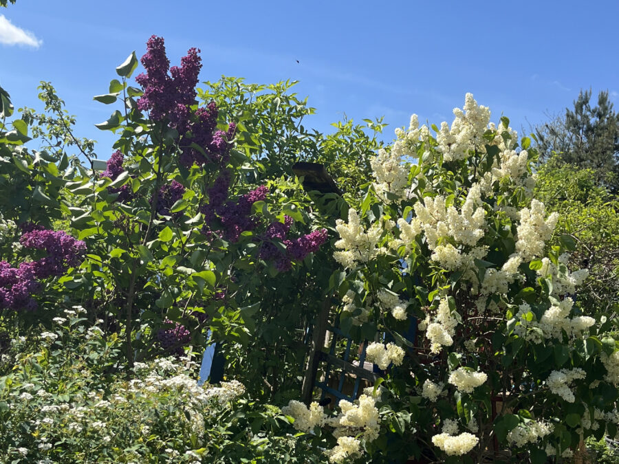 Pachnący ogród w pastelach